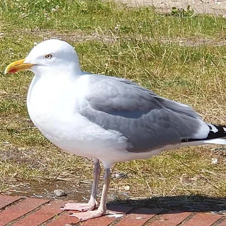 Ankerzeit - Wellnesswohnung In Apartament