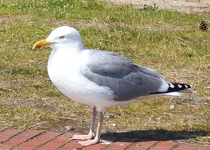 Ankerzeit - Wellnesswohnung In Apartamento